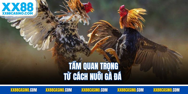Lý do cần nghiên cứu bài bản cách nuôi gà đá 